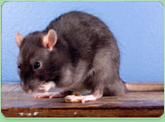 rat control Wallingford